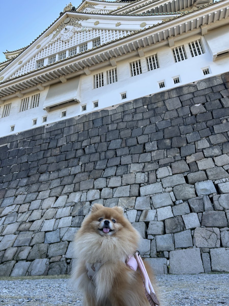 こっぺ購入 25cm こっぺ🥖ポメラニアン (@coppe_0621) / Posts / X