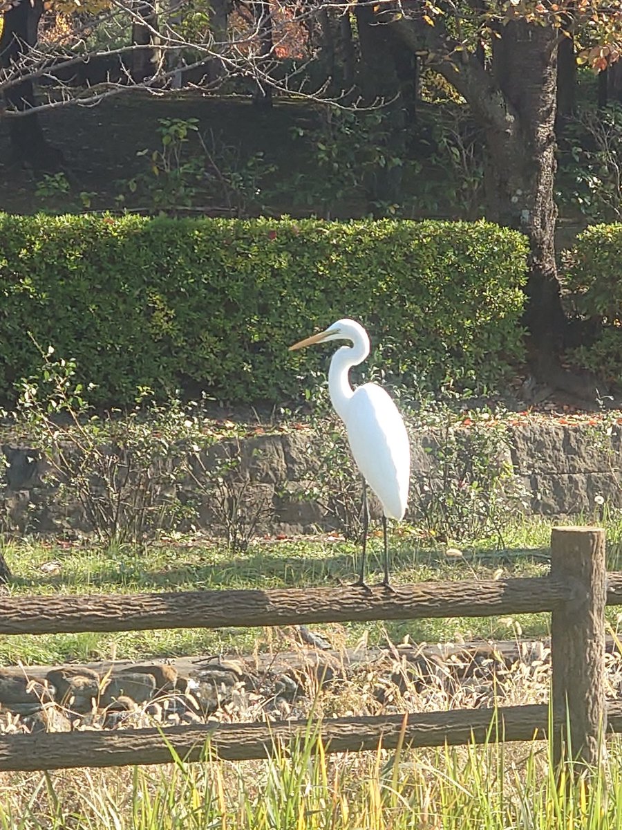 yamabiko1208's tweet image. 今日のそうか公園⛲️（草加市）

白鷺、青鷺も居ました。
なかなか良くならない現状にイラつきを覚えますが、やれるところ迄、頑張ります。
やはり給料上がらず物価高にかなりの冷え込み有るんじゃないですかね。こちらも給料貰うなんて夢のまた夢のような…
#レストラン　#やまびこ　#越谷レイクタウン
