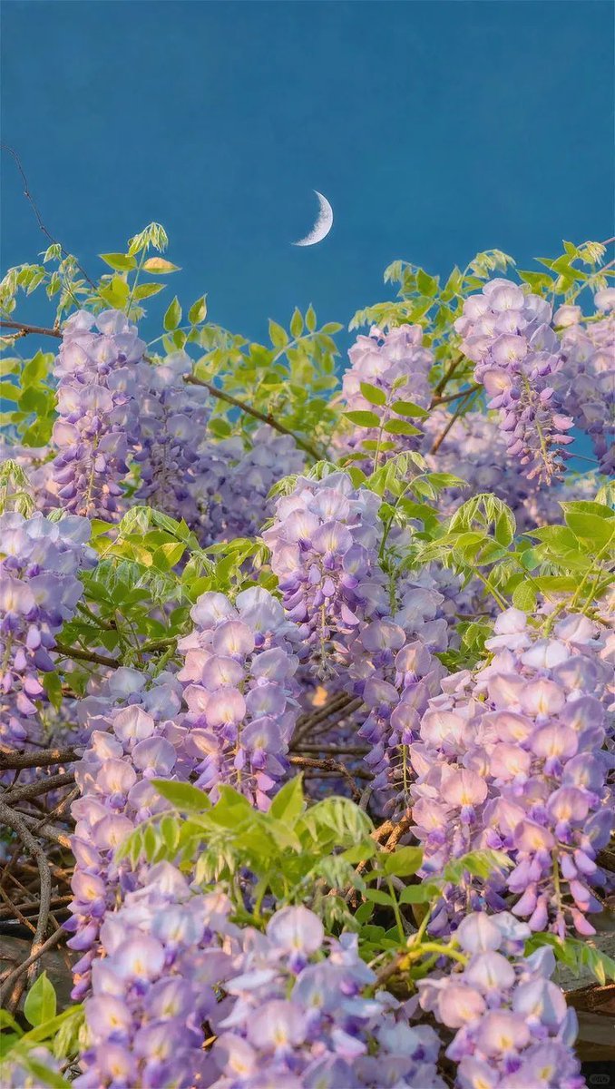 MonicaLee842541's tweet image. Under the enchanting moonlit sky, blooming with pastel perfection🌙💜✨

#SpringVibes