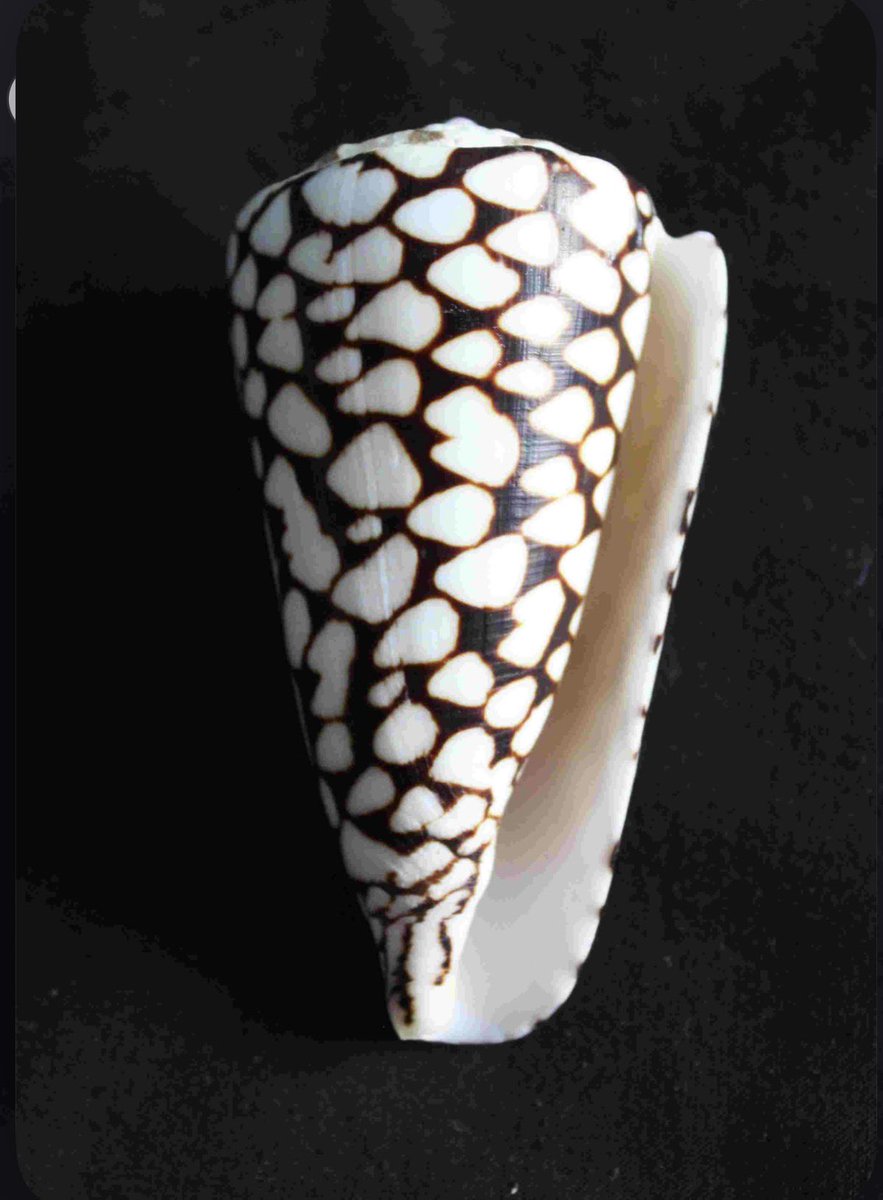 tolubinutu's tweet photo. If you ever see this Shell, DON’T pick it up.

This is the Marbled Cone Snail, one of the deadliest animals on Earth.

It carries a microscopic harpoon loaded with a venom so powerful it can cause paralysis before you even feel pain.

There is no antidote. No cure.

One sting shuts down nerves, muscles, and breathing…
all from a shell that looks like beach décor.

Please share with your loved ones, to keep them safe.