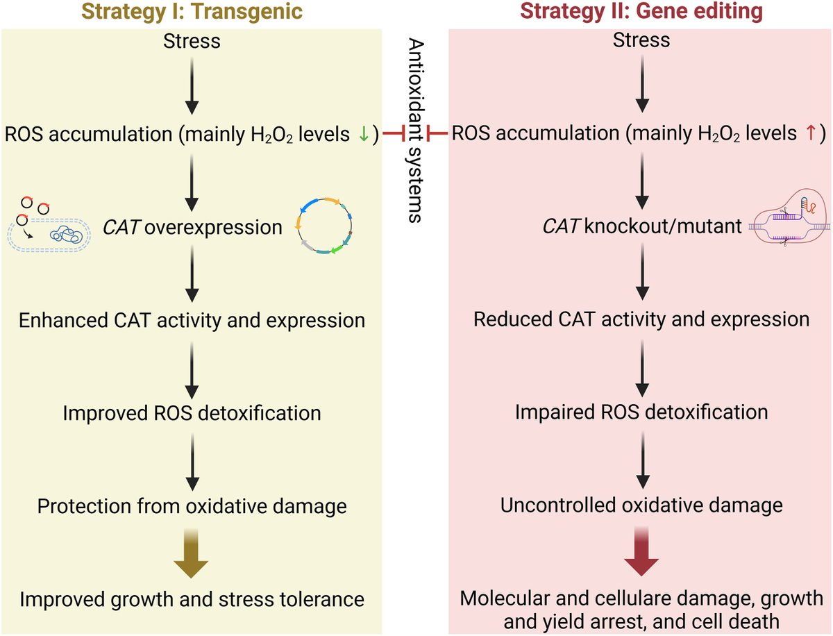 Ale_Raza6's tweet image. Strategies for #genetic manipulation of #CAT to modulate #ROS levels and improve stress #tolerance in plants. These strategies highlight the vital role of CAT in regulating ROS #homeostasis and improving plant stress tolerance

sciencedirect.com/science/articl…

#CRISPR #Transgenic