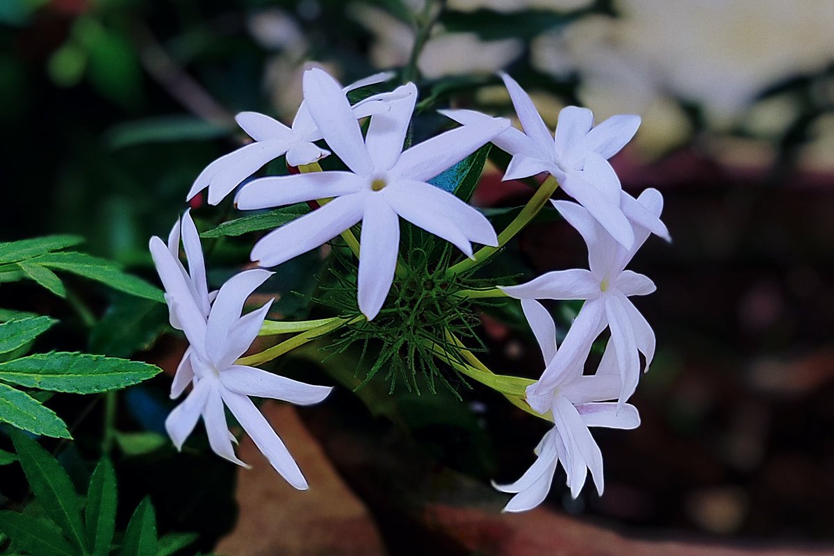 DrSaptak's tweet image. #MondayVibes peace

#theme_pic_India_flowers