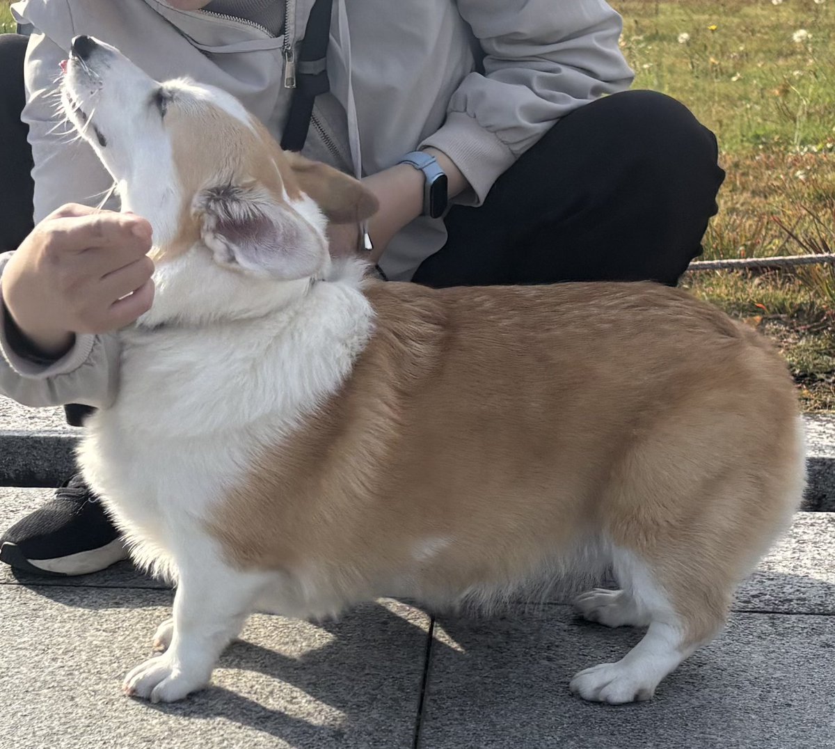 CorgiMog's tweet image. 紅葉と、秋の気配を感じているモグ
#コーギー #コーギーのいる暮らし #corgi