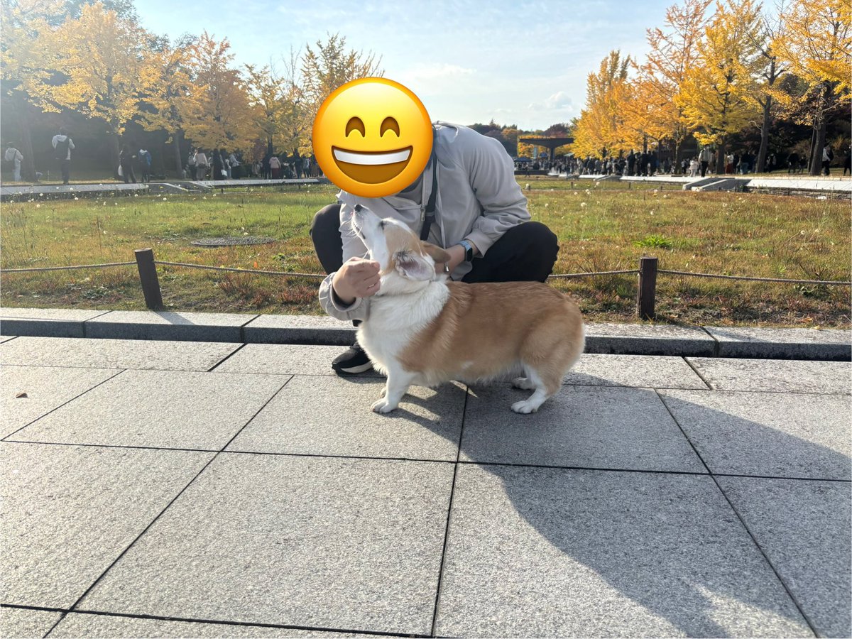 CorgiMog's tweet image. 紅葉と、秋の気配を感じているモグ
#コーギー #コーギーのいる暮らし #corgi