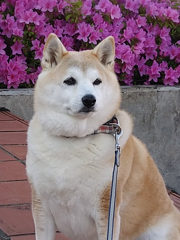 もっちページ もっち (@mochi8bowpaw373) / Posts / X