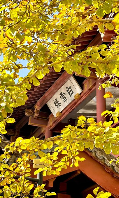 谢谢谢谢特(互fo🇨🇳) tweet media