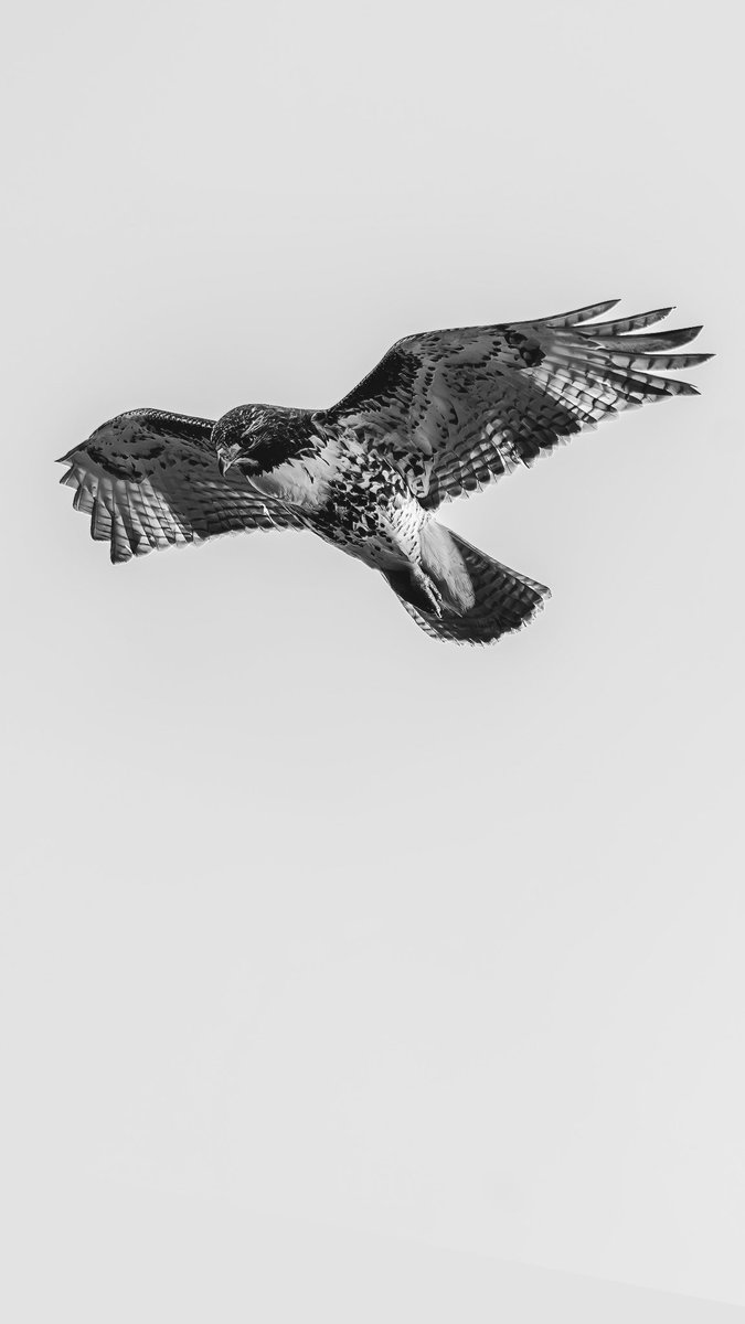 Intotheframes's tweet image. Red-tailed Hawk
ثبت شده در تورنتو