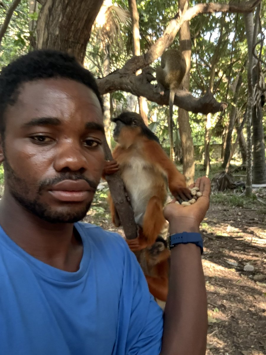 emmiwuks's tweet image. DAY142 NIG2USA ON A 🇳🇬🚴🇺🇸 
Did you know that not all monkeys eat bananas? Yes,  the Red Colobus Monkey is one of the rare species in Africa that refuses bananas. These ancient creatures survive only on groundnuts, yam leaves, fresh flowers, tender plant shoots and tiny bugs,…
