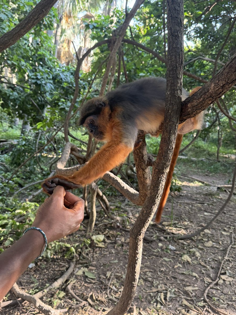 emmiwuks's tweet image. DAY142 NIG2USA ON A 🇳🇬🚴🇺🇸 
Did you know that not all monkeys eat bananas? Yes,  the Red Colobus Monkey is one of the rare species in Africa that refuses bananas. These ancient creatures survive only on groundnuts, yam leaves, fresh flowers, tender plant shoots and tiny bugs,…