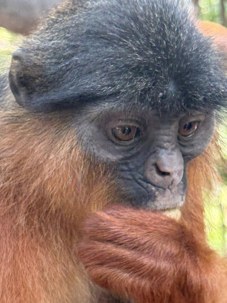 emmiwuks's tweet image. DAY142 NIG2USA ON A 🇳🇬🚴🇺🇸 
Did you know that not all monkeys eat bananas? Yes,  the Red Colobus Monkey is one of the rare species in Africa that refuses bananas. These ancient creatures survive only on groundnuts, yam leaves, fresh flowers, tender plant shoots and tiny bugs,…