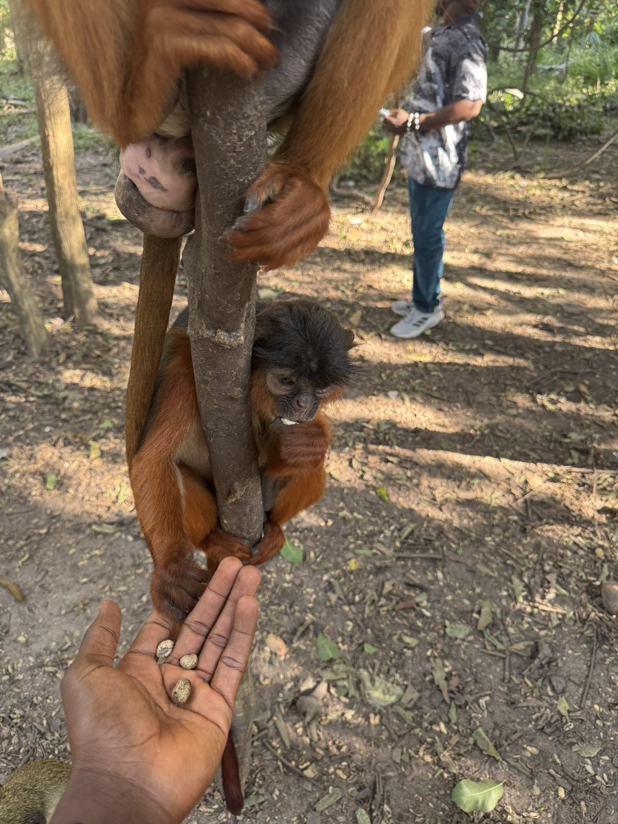 emmiwuks's tweet image. DAY142 NIG2USA ON A 🇳🇬🚴🇺🇸 
Did you know that not all monkeys eat bananas? Yes,  the Red Colobus Monkey is one of the rare species in Africa that refuses bananas. These ancient creatures survive only on groundnuts, yam leaves, fresh flowers, tender plant shoots and tiny bugs,…