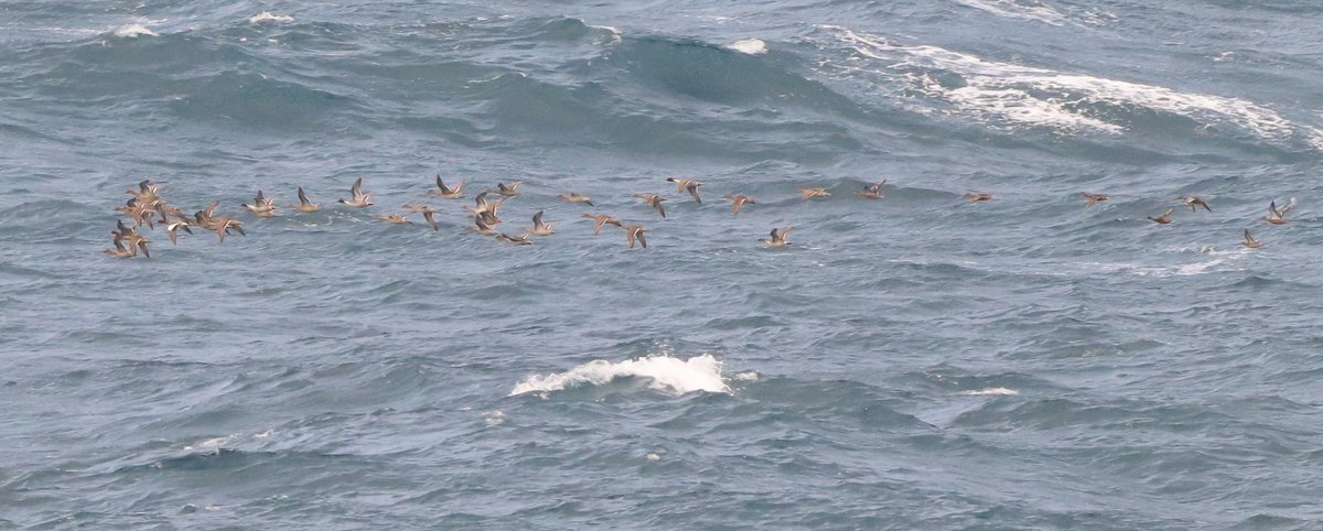 DavidSU26's tweet photo. Great first half of November in Txingudi!
3 Yelkouan shearwaters (1st for Gipuzkoa), a fly-by Redpoll, +50 Goldcrests, a day with 1.500 migrating ducks, Greylags, Rock pipit, Dunlin ssp arctica, Pallid swifts, Wilson's, Leach's and Eu storm petrels, Sabine's, LT skua... https://t.co/C9a09M8KHI