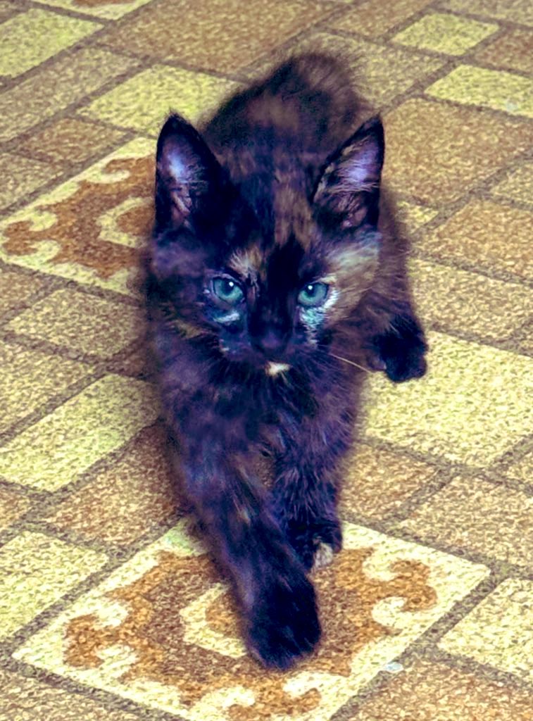 Astrronomy's tweet photo. The cat I took in had kittens, and they are super cute. I didn’t really name them because I didn’t want to get attached. In order we have: Trouble, Orange, White Chin, and Two-Face. https://t.co/fPcFvCFDLT