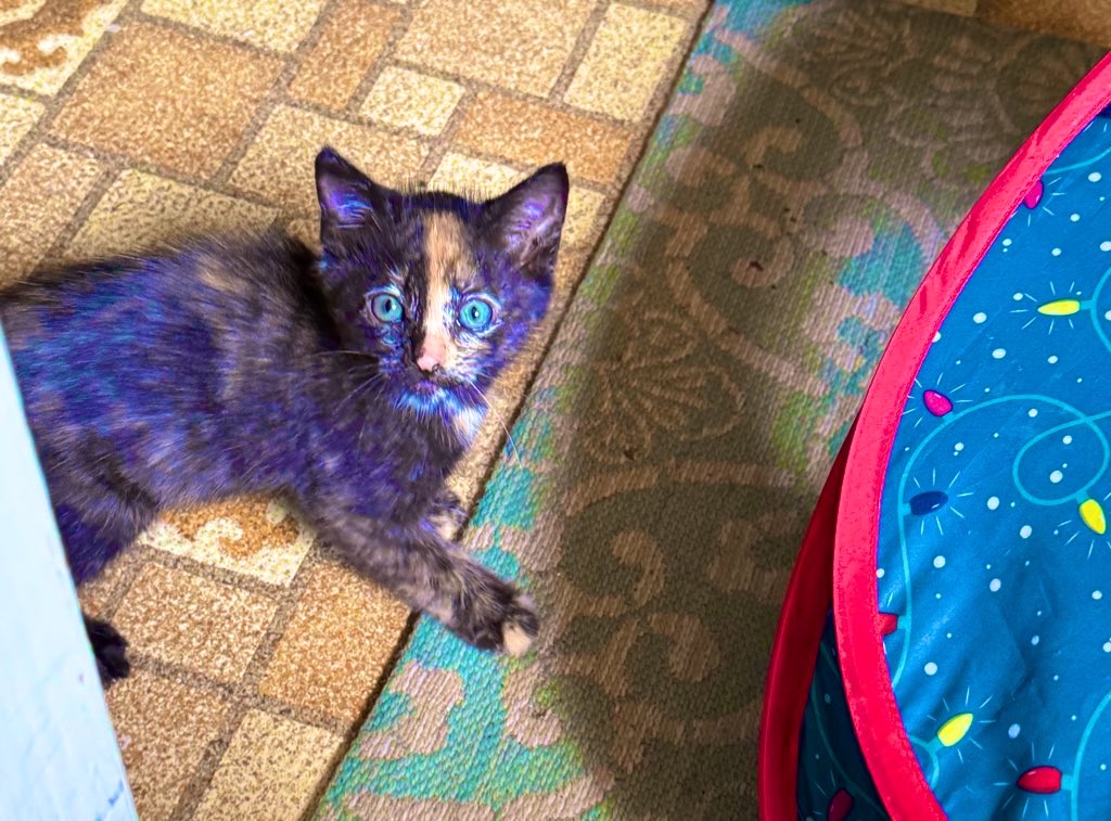 Astrronomy's tweet photo. The cat I took in had kittens, and they are super cute. I didn’t really name them because I didn’t want to get attached. In order we have: Trouble, Orange, White Chin, and Two-Face. https://t.co/fPcFvCFDLT