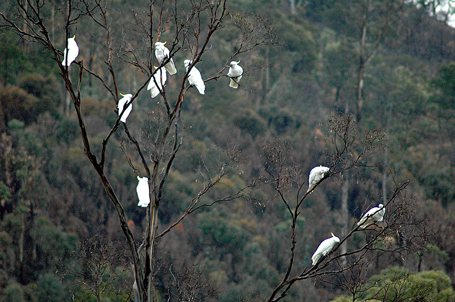 diva_ex_machina's tweet image. I&apos;ve got several snags (standing dead trees) that flocks of Sulphur crested cockatoos like to use as a resting point between the valley 400 mtrs below and the 1000 hectare reserve on the other side of the hill. It&apos;s the only time I see them when home.