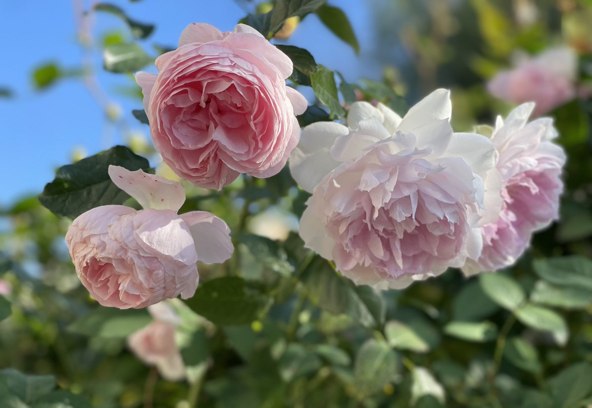 バラ「ハンスゲーネバイン」と「シャリマー」が並んで咲きました。
ハンスゲーネバインは丸弁で乙女椿のようなのに、名前がプロレスラーみたいに強そうだなと思います。