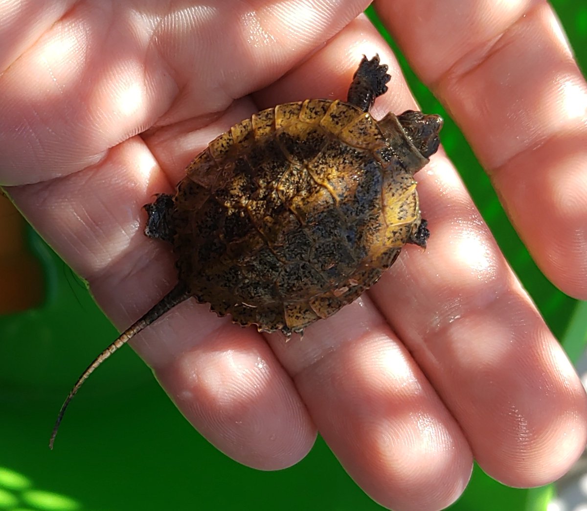 CB個体のイシガメベビーが安売りしてたから買ったよ。

#イシガメ