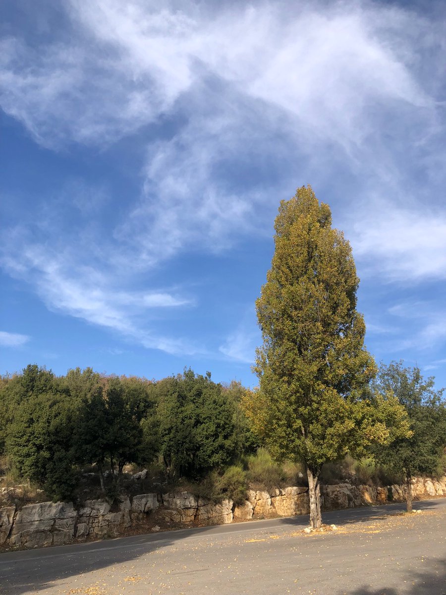 Good morning X-Friends…🌼🍂☕️
Have a happy Monday and a beautiful new week 🌲🍂🍁⛅️🧡🤍💙
My photo 📸

#MondayMorning 🌼 #CoffeeTime ☕️ #NatureBeauty 🌲 #HappyNewWeek ☁️ #StayPositive 💙 #PeaceAndLove 🕊️