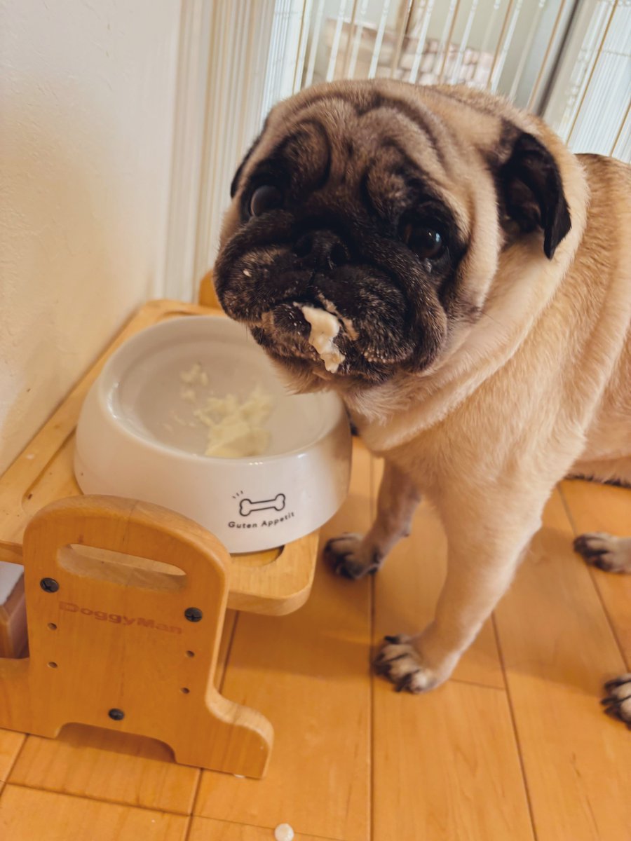 pugmugimugi's tweet image. 