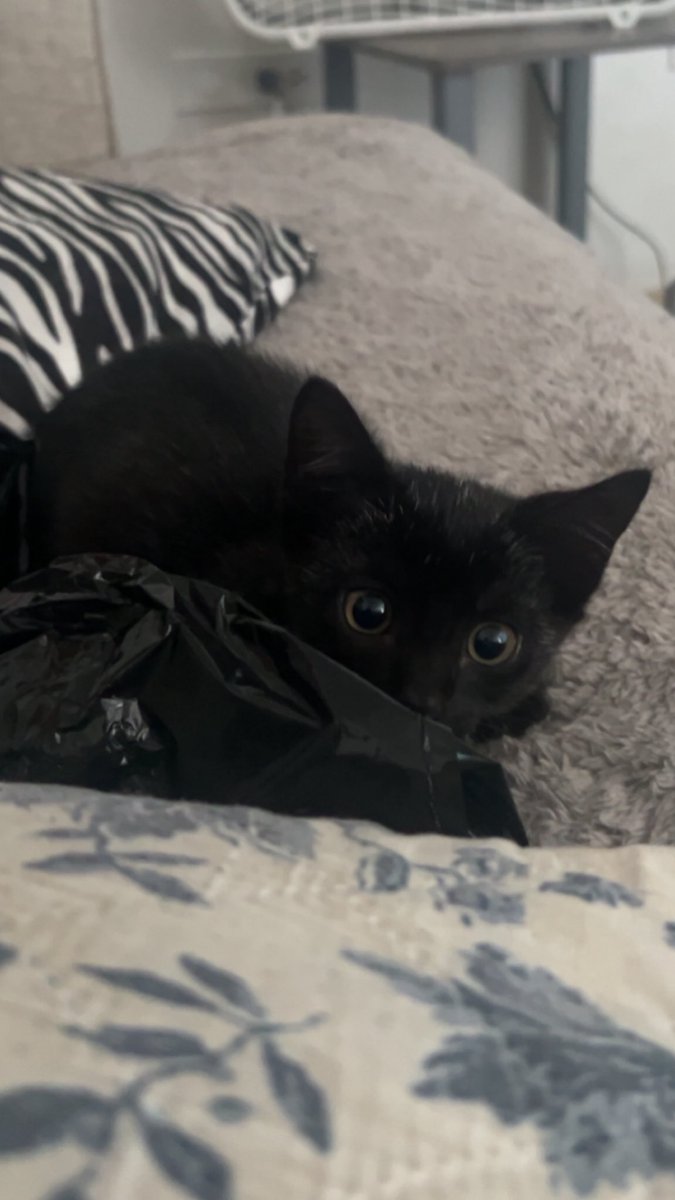 miah🦢🪷 tweet media