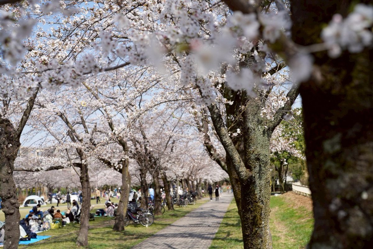 tsbc_walk's tweet photo. ロング・ミドルコースの見どころスポットのご紹介です♪
宝野公園は、富士見通りの桜並木が美しい公園です。
晴れていて見通しが良い日なら、富士見通りの名の通り、遠くに富士山も見えます。

▼詳細・お申込みはコチラから▼
https://t.co/89yQ23Ff3m https://t.co/1NzRkZkLyW