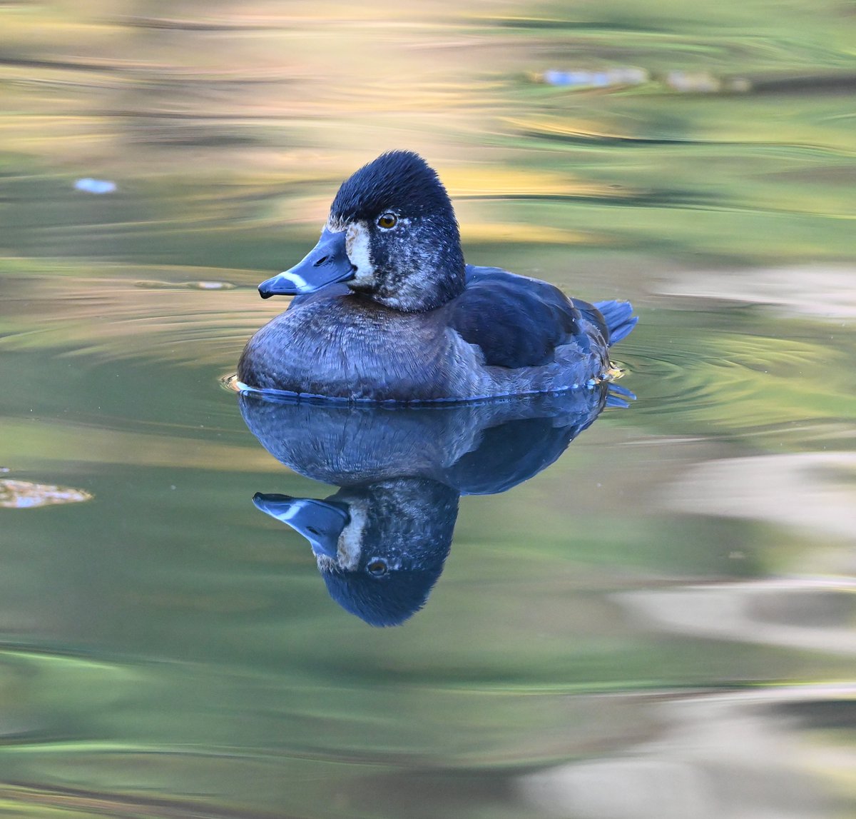 cedar (@HFkyzWaEGt49744) / Posts / X