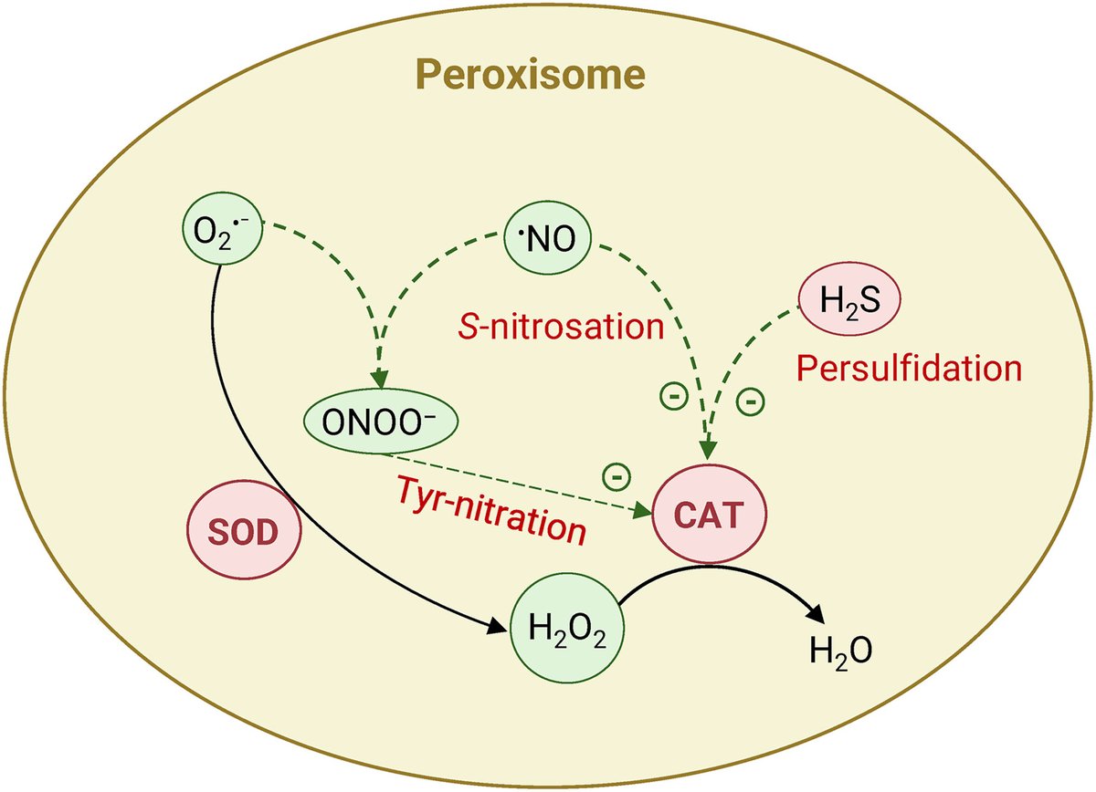 Ale_Raza6's tweet photo. Core #biochemical interactions among #H2O2, •NO, and H2S in plant #peroxisomes that modulate #CAT activity.

https://t.co/J4L4jwapW4

@sci_plant @AbioticStress @ShenzhenUni @SavitaB78112443 @SaghirAbbas @PlantRedox @CropGlobal https://t.co/Z8wTmO3iTc
