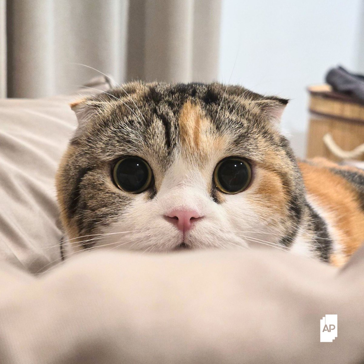 AP_Inspire's tweet photo. หยุดมองจอแล้วมามองตากันดีกว่านะนุด เวลาหันไปเจอสายตาเจ้าตากลมเม็ดลำไยนี้มันน่ารักจริงๆ 

ซึ่งสายตาแบบนี้มันแสดงถึงวางใจ เป็นการแสดงความรักอย่างนุ่มนวล ผ่อนคลายและสบายใจสุดๆ เลย รู้แบบนี้นุดหันมาสบตาหนูบ่อยๆ นะ 

APThai | ชีวิตดีๆที่เลือกเองได้ | APLivingseries | APPawLiving https://t.co/Ke1H5vNEt4