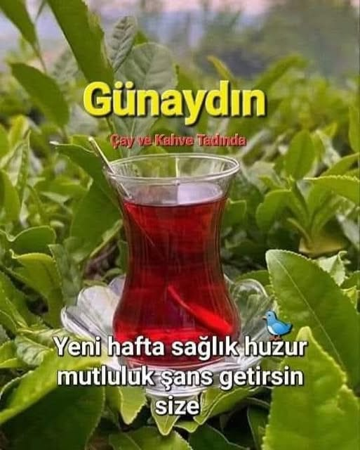 Mutlu Celal Can (@celalcanmut33) on Twitter photo 