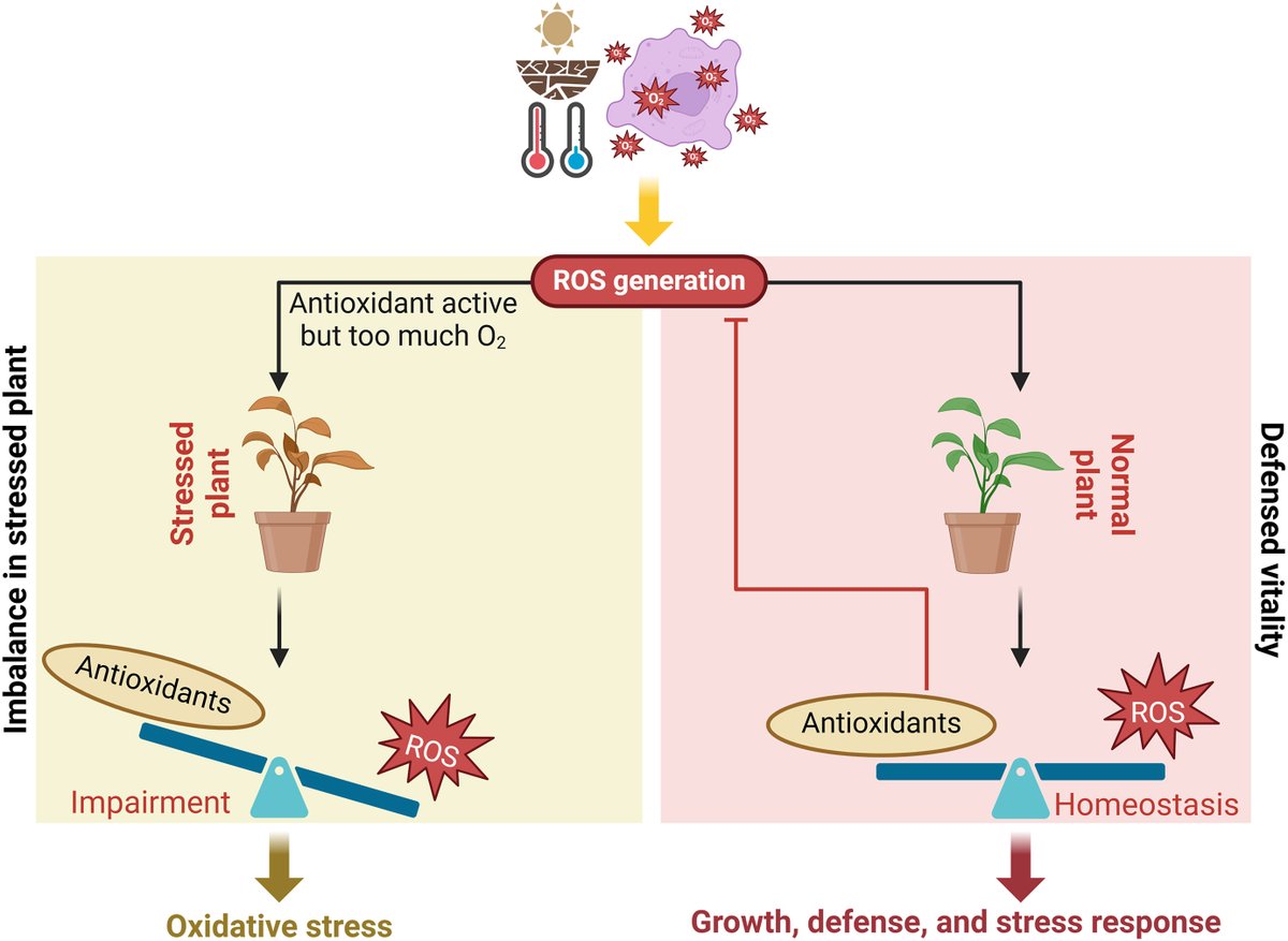 Ale_Raza6's tweet photo. Illustration of the balance between #ROS and #antioxidant systems in #stressed and non-stressed plants

https://t.co/pcyEVtt0EA

@PlantRedox @AbioticStress @plantphy @sci_plant @Crop4Clima @Recrop22157 @PSBlabIisert https://t.co/Pg4VofkhLF