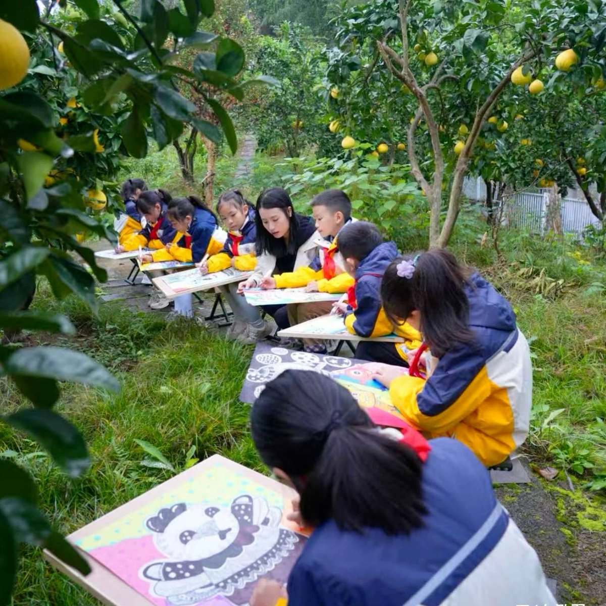 Liangpingoasis's tweet image. A classroom without walls! 📚✨ In Liangping, education extends to the fragrant pomelo groves, allowing children to draw inspiration from their native soil. This is a beautiful blend of quality education and local culture. #Liangping #FutureOfEducation