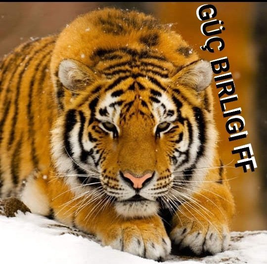 Follow💦
#GüçTeam
GT&amp;Faw💯
<a href="/oz35q/">σƶ∂εɱเ૨</a>
<a href="/eci_68/">eco_68</a>
<a href="/em_ir01/">saudade</a>
<a href="/Krklm_/">𝓗𝓪𝓴𝓪𝓷</a>
<a href="/rncb_r/">berxwedan</a>
<a href="/nlf16/">NİLÜFER</a>
G <a href="/2Rzgr/">𝐑 𝐮̈ 𝐙 𝐆 𝐚 𝐑 🦋</a>
Ü<a href="/1klb_/">🦋 KELEBEK 🦋</a>
Ç<a href="/SiirSL1/">🌬️@SiirSL1🎊🎊</a>
<a href="/SiirSL_/">𝗦𝗶𝗶𝗿𝗦𝗟_💣💯✌️💯✌️💯✌️</a>
<a href="/Cdt85/">Citadel</a>
<a href="/1elf_/">🧚‍♀️MELEK🧚‍♀️SULTAN 🧚‍♀️</a>
<a href="/40_pnr/">Kırkpınar ⭐⭐⭐⭐⭐💙💛</a>
<a href="/_hnmaga/">Zeyno🇹🇷</a>
<a href="/Akkurt026/">Emre Akkurt</a>
<a href="/ik_ra1/">💕𑜞᭄ °•°Pişştt...Herkes işine baksın 💕𑜞᭄</a>
<a href="/mrk2786/">★ɱσɳµ (◕‿-)🫰</a>
<a href="/ASiMEW/">kayıpşapkalımeloooo🐾🐾🐾</a>
<a href="/FaAG007/">FA1907</a>
<a href="/YmDeha/">YA HEP BERABER,YA HİÇBİRİMİZ</a>
<a href="/fcj1a/">ابو ابراھیم</a>
<a href="/V13lula/">Karen Lúcia♀️🚩🌵</a>
<a href="/Hekimo_21/">Hekimoğlu</a>
<a href="/nor3rh/">💎Nor elrhman💎</a>
<a href="/1alny/">✨Aliaa elhinawy✨</a>