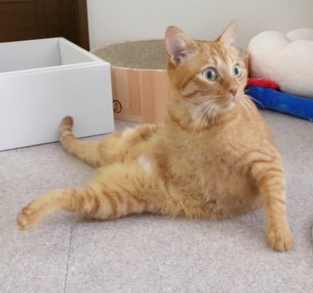 にゃんちゅー (@Nyanchu_1011) / Posts / X