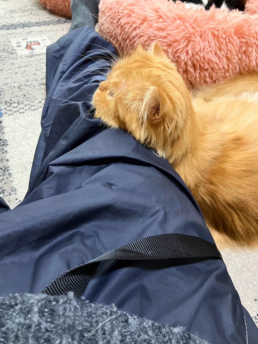 ほげー (@F7E0KYB4AfZaUQm) / Posts / X