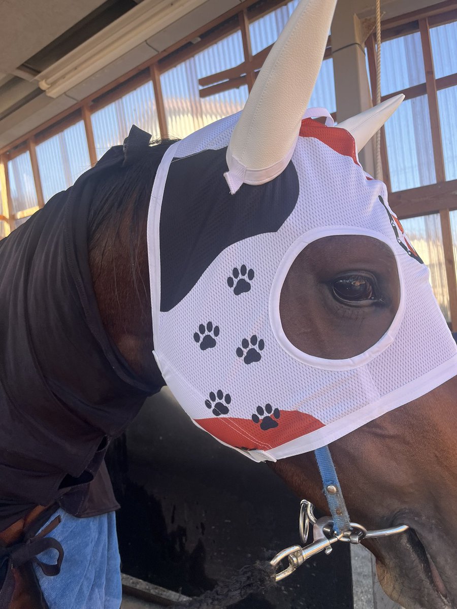 かのん🐈️🏇 (@kanon287) / Posts / X