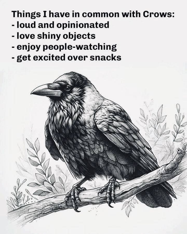 allaboutcrows's tweet image. 