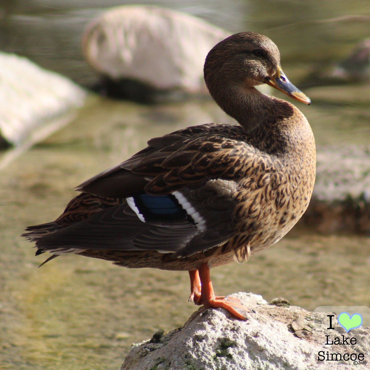 Youth for Lake Simcoe © tweet media