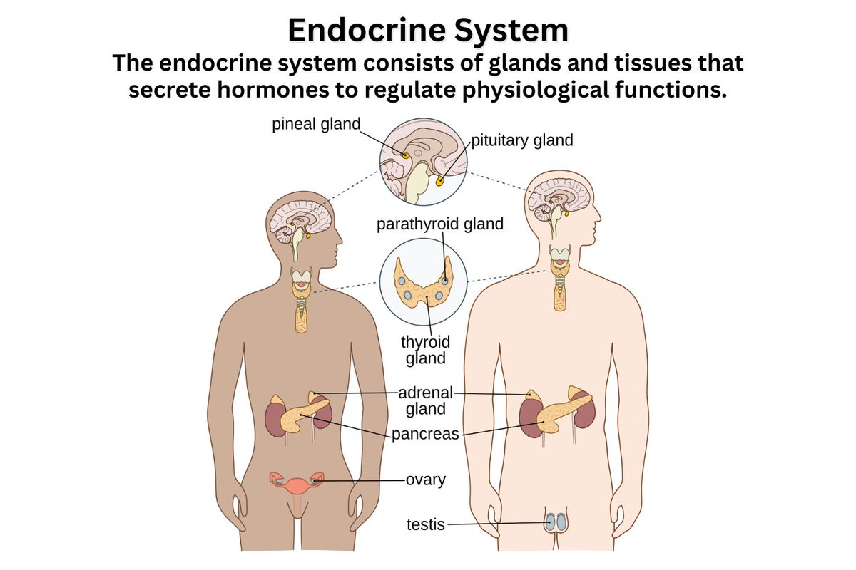 azareal's tweet image. Endocrine System - Diagram, Function, Hormones, Diseases buff.ly/nATnSoo