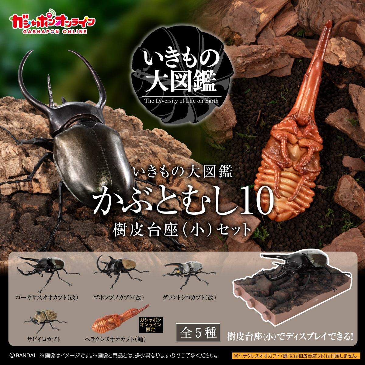 カブトムシ様限定 いきもの大図鑑 かぶとむし10 樹皮台座（小）セット （税込650円