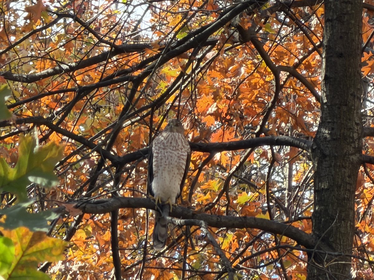 ⁦<a href="/BirdCentralPark/">Manhattan Bird Alert</a>⁩ in Loch section. Is this a red tail hawk? Goggle lens said otherwise.