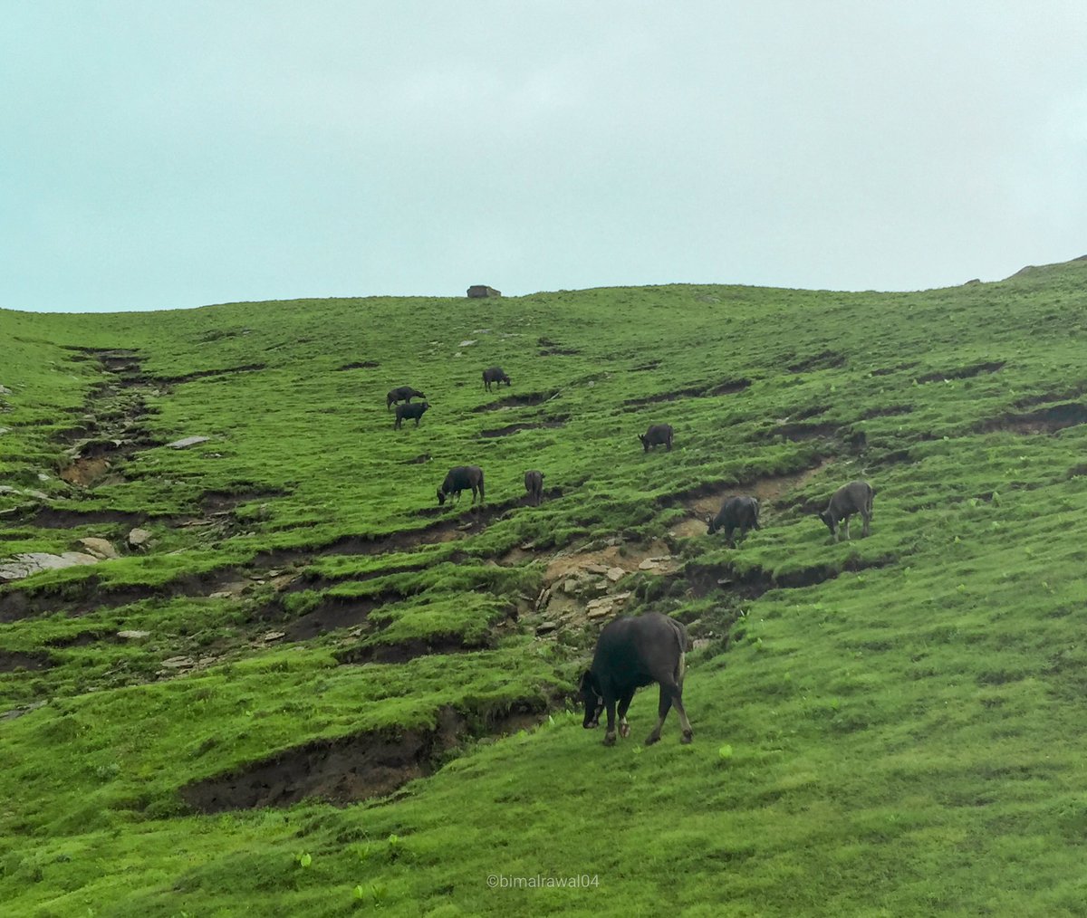 bimalrawal04's tweet photo. Wari Patan [ Badimalika ] is a grassland in the hills of Bajura. It has green grasslands with Small shrubs, herbs, wildflowers, and grasses decorate the area. As the place is pasture land, shepherds from Bajura, bring their sheep and cattle for grazing. #badimalika #rmc_mpr https://t.co/pT2H9ujyzq