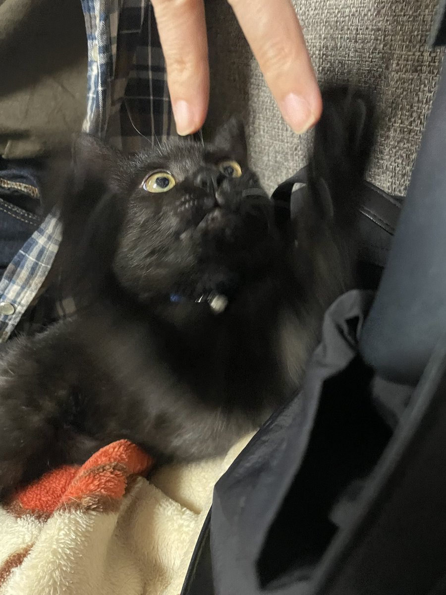 今日のみかん🐈‍⬛ 生後3ヶ月 落ち着いてきたなぁ と思って手を