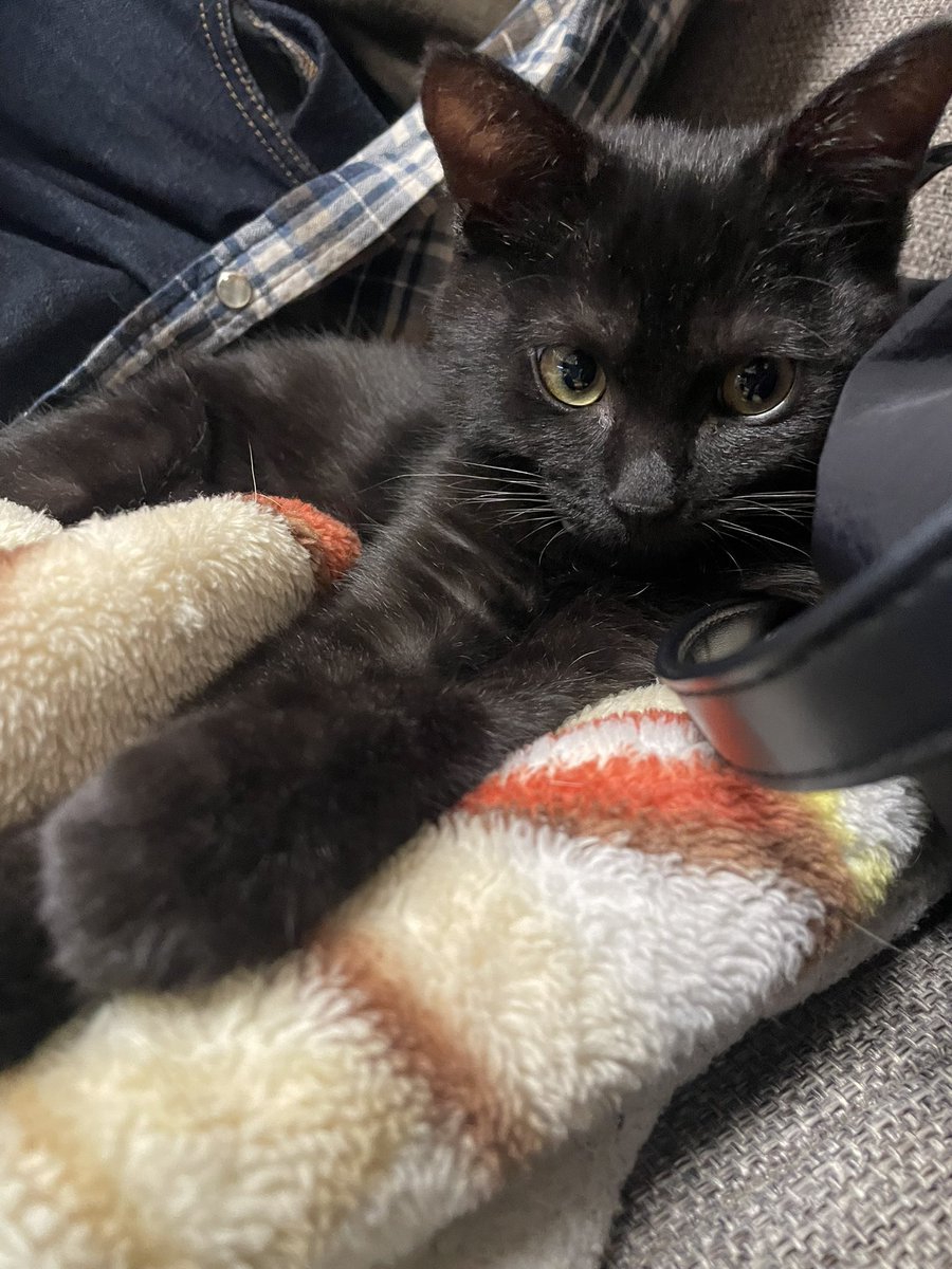 今日のみかん🐈‍⬛ 生後3ヶ月 落ち着いてきたなぁ と思って手を