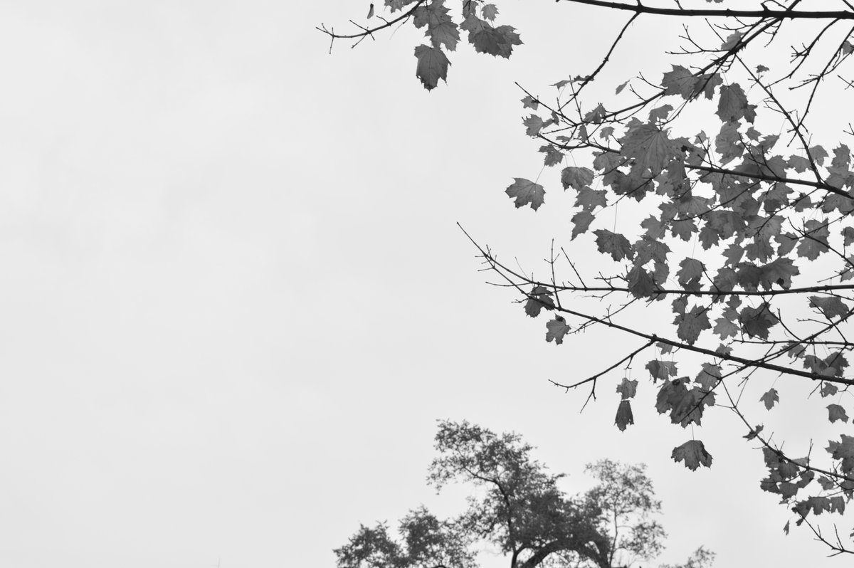 AlexDrawing01's tweet image. The Leaves

#tree #trees #leaf #leaves #branch #branches #sky #skies #monochrome #grey #gray #white #black #52frames_blackandwhiteminimalism #dslr #dslrphotography #urban #urbanphotography #photography