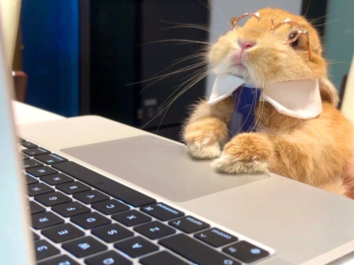 ShouldHaveRabit's tweet image. 