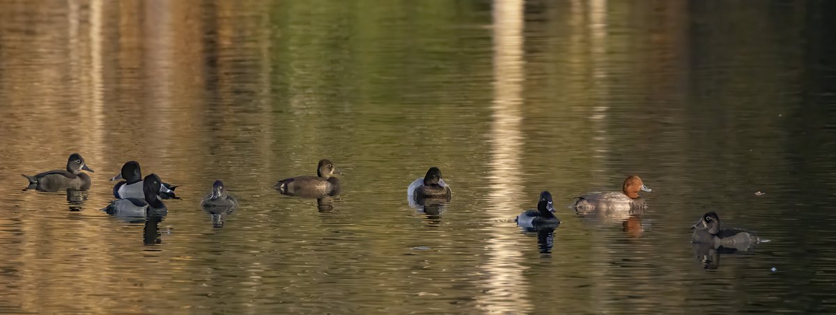 saltandseeimage's tweet image. @MargaretOrr Sure signs of fall in south Mississippi - 11.16.25  #iphone #wildducks #fallcolors #reflections