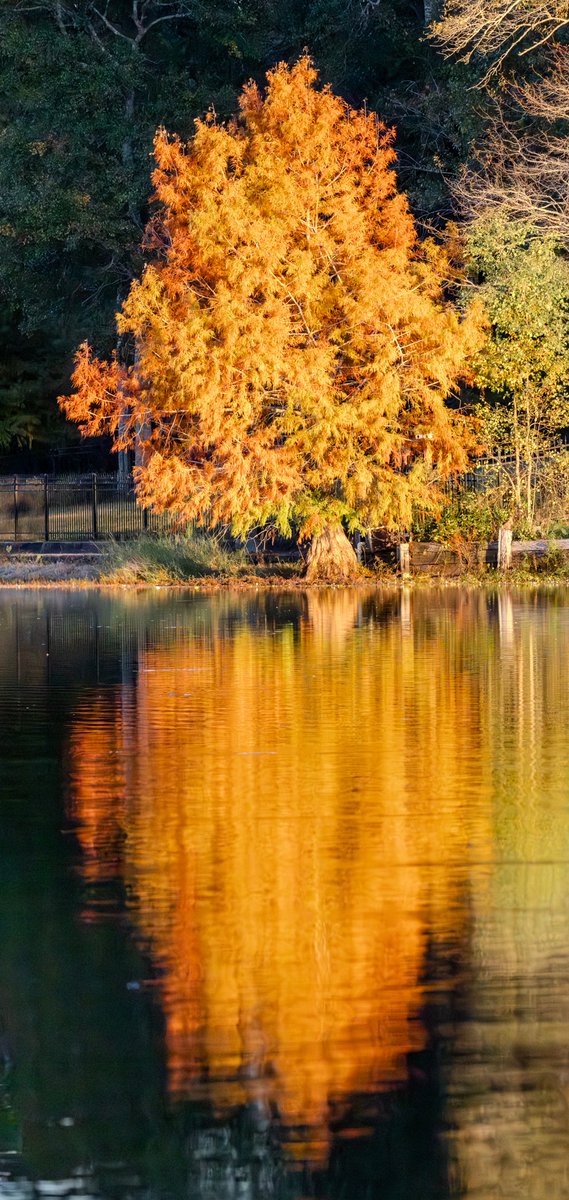 saltandseeimage's tweet image. @MargaretOrr Sure signs of fall in south Mississippi - 11.16.25  #iphone #wildducks #fallcolors #reflections