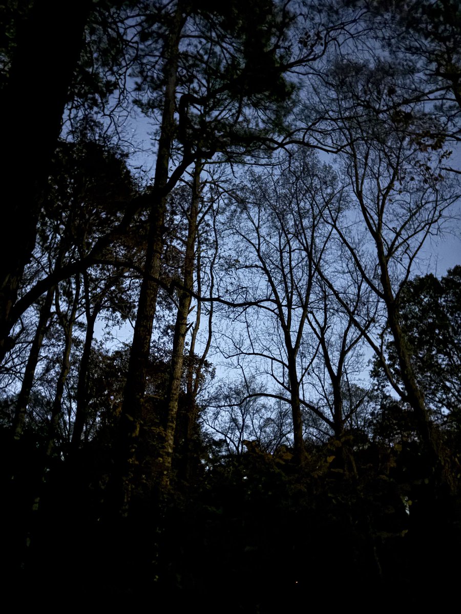 🌳Happy Trees 🌳 (@rumsprnga) on Twitter photo 