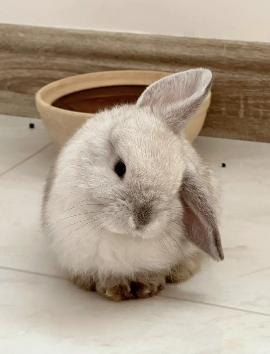 Why you should have a rabbit (@shouldhaverabit) on Twitter photo 