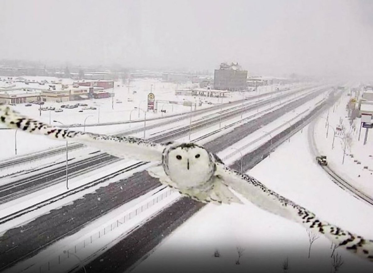 A traffic camera in Montreal caught this shot of a snowy owl in flight 🦉❄️
